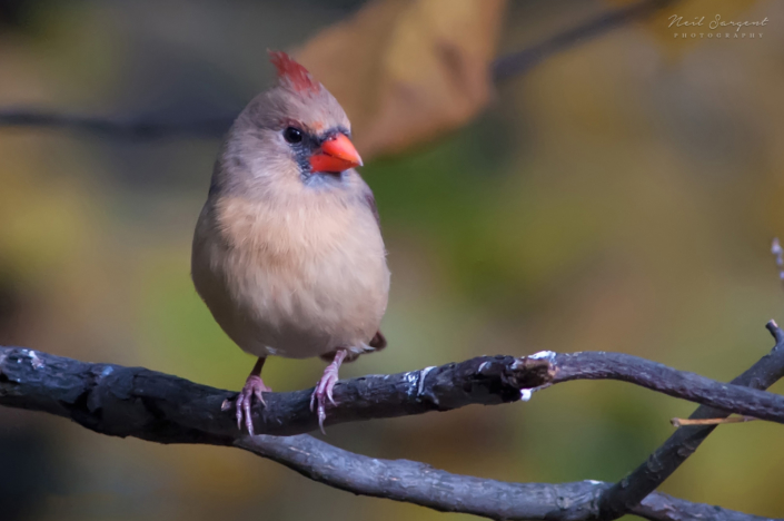 Northern cardinal