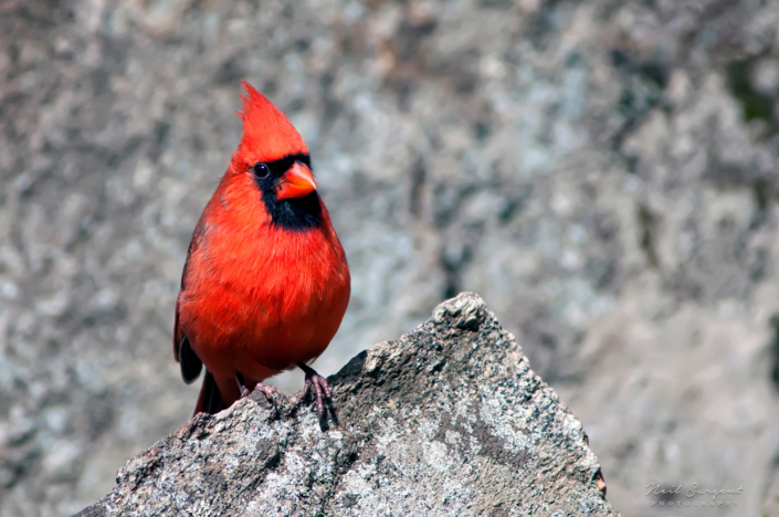 Northern cardinal