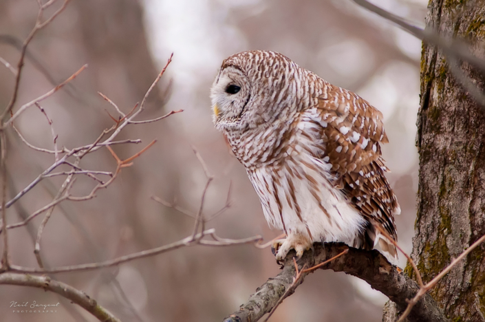 Barred owl