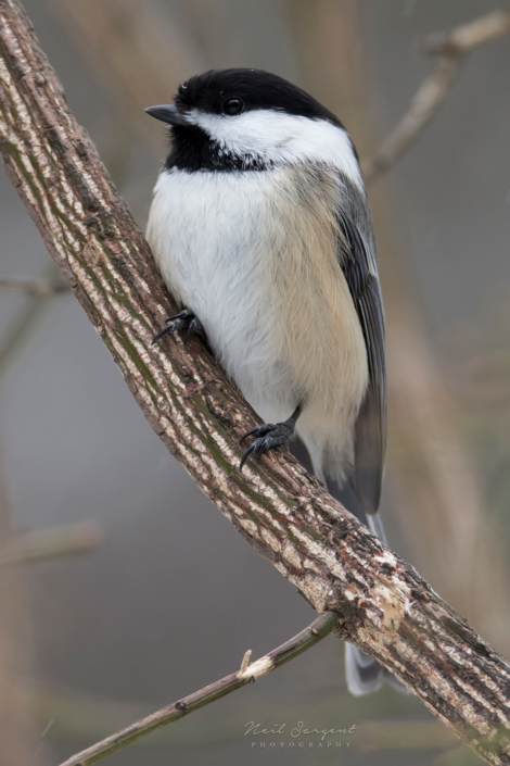 Black-capped chicadee