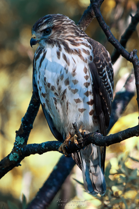 Broad-shouldered hawk