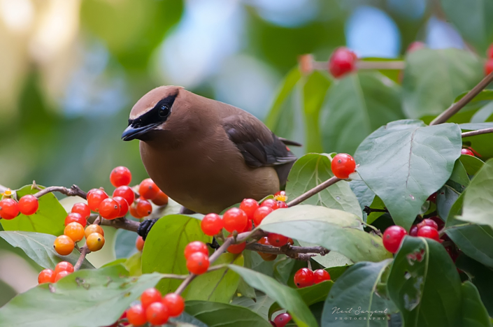 Cedar waxwing