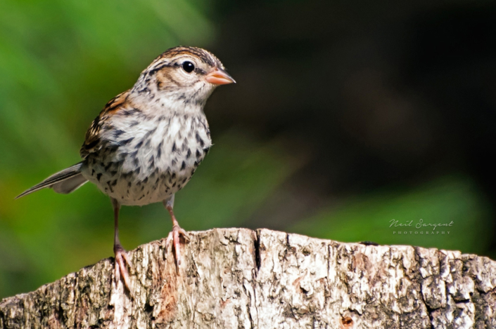 Chipping sparrow