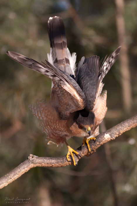 Cooper's hawk