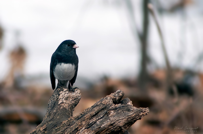 Dark-eyed junco