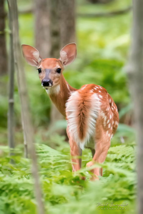 White-tailed deer