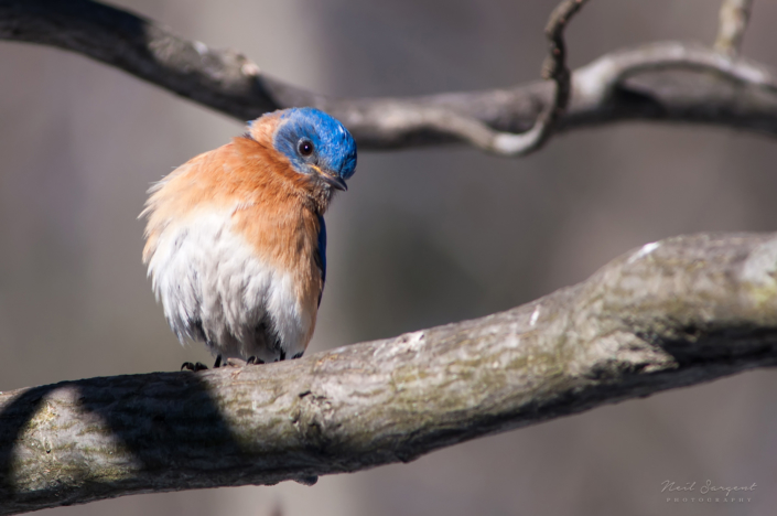 Eastern bluebird