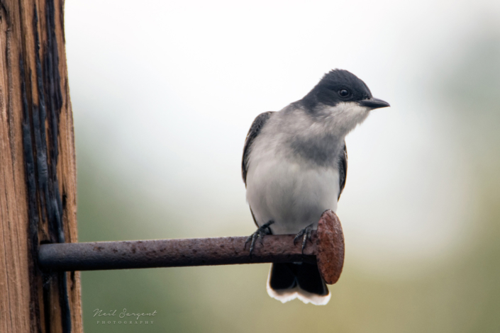 Eastern kingbird