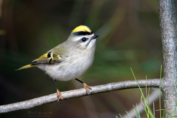 Golden-crowned kinglet