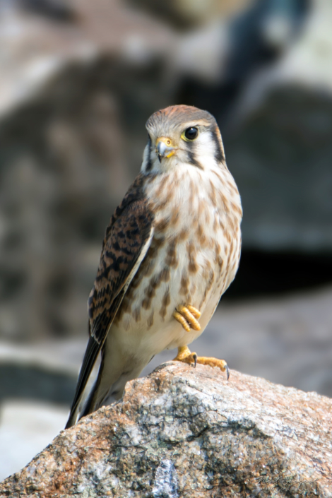 American kestrel