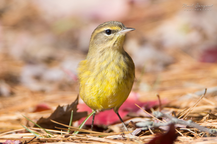 Palm warbler