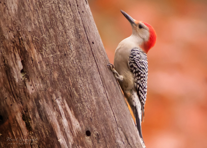 Red-bellied woodpecker