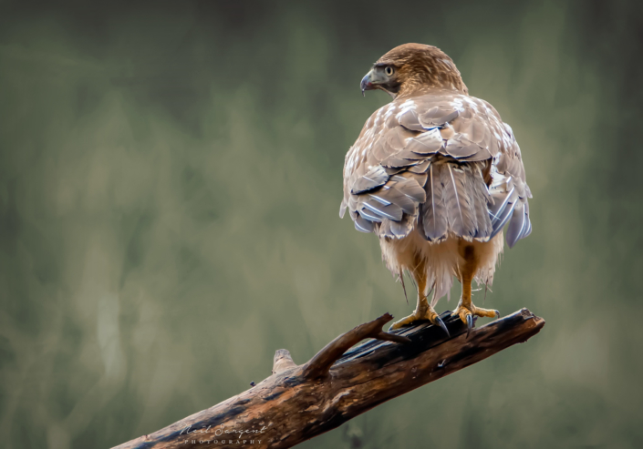 Red-tailed hawk