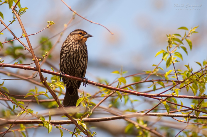 Red-winged blackbird