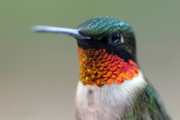 Ruby-throated hummingbird