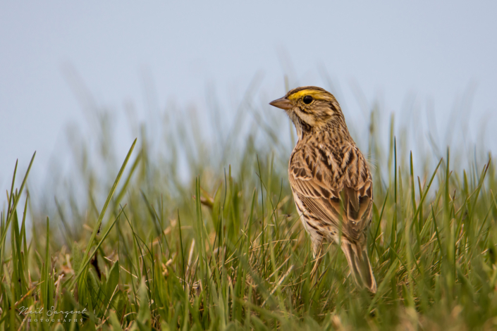 Savannah sparrow