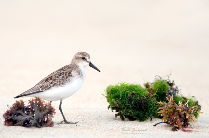 Semipalmated sandpiper