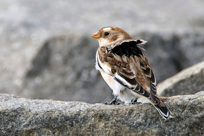 Snow bunting