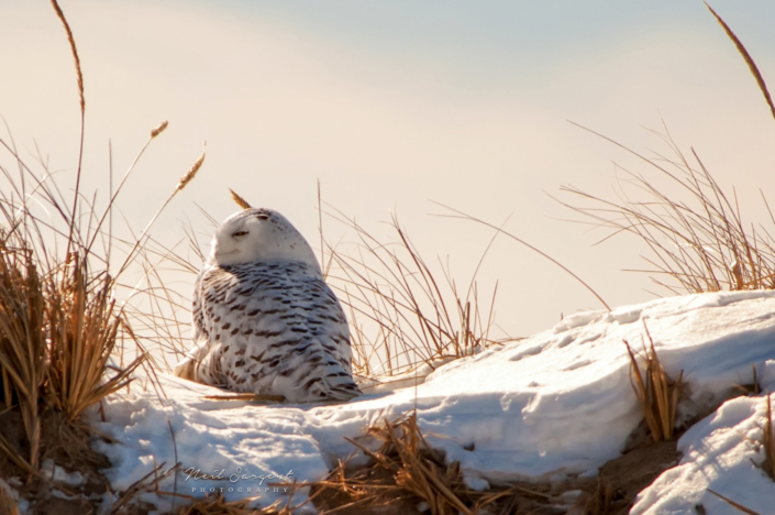 Snowy owl