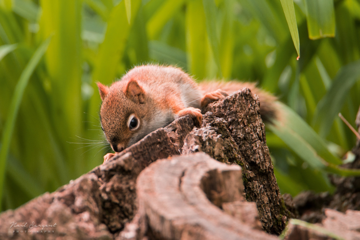 Red squirrel