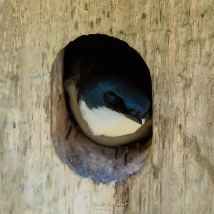 Tree swallow