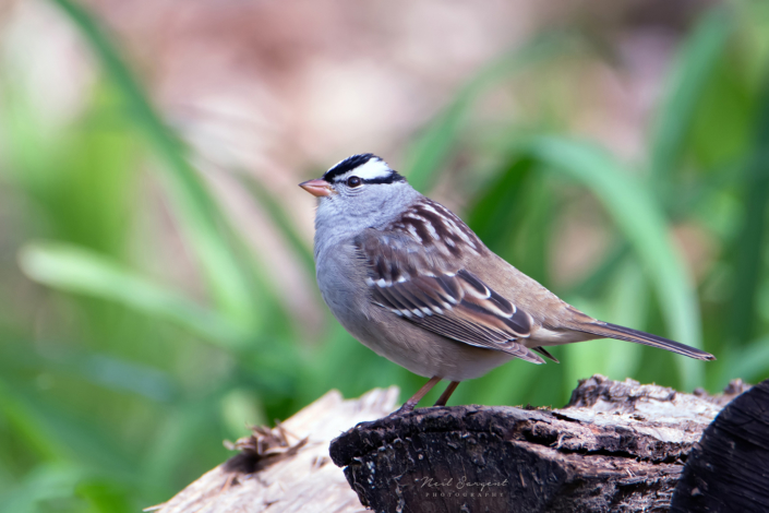 White-crowned sparrow