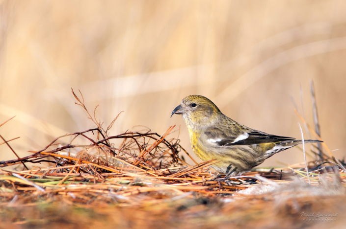 White-winged crossbill