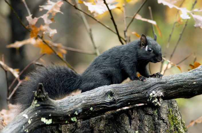 Grey Squirrel