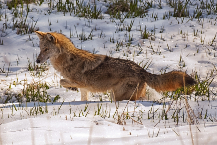 North American Coyote