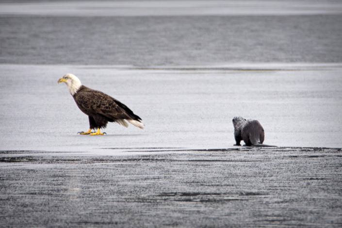 Bald Eagle and River Otter
