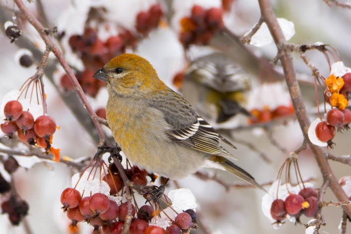 Pine Grosbeak