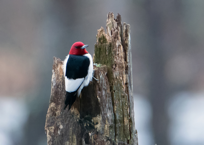 Redheaded Woodpecker